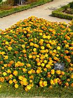 Oeillet d'Inde, Tagetes patula cv Durango bee (fam Composees) (1) (Photo F. Mrugala)